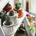 succulents on a shelf