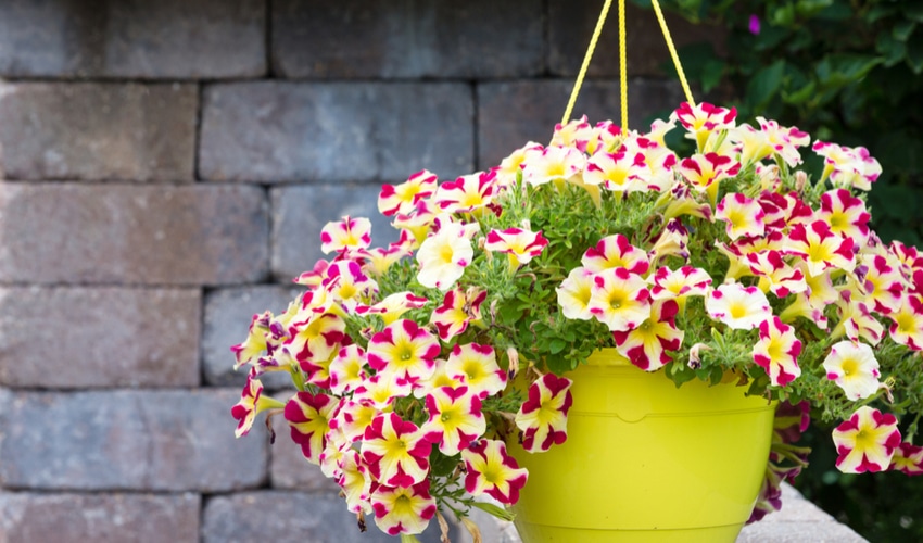 DIY Gardening Ideas Perfect For Your Yard This Summer DIY Gardening Ideas Perfect For Your Yard This Summer